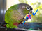 Greencheek Conure with a Little Gem