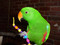 Eclectus with a Starbright