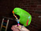 Eclectus with a Starbright