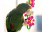 Eclectus with the Daisy Chain
