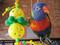 Rainbow Lorikeet with the Demurely Wiffle-ish