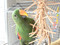 Eclectus with the Knotty