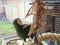 Eclectus with the Knotty