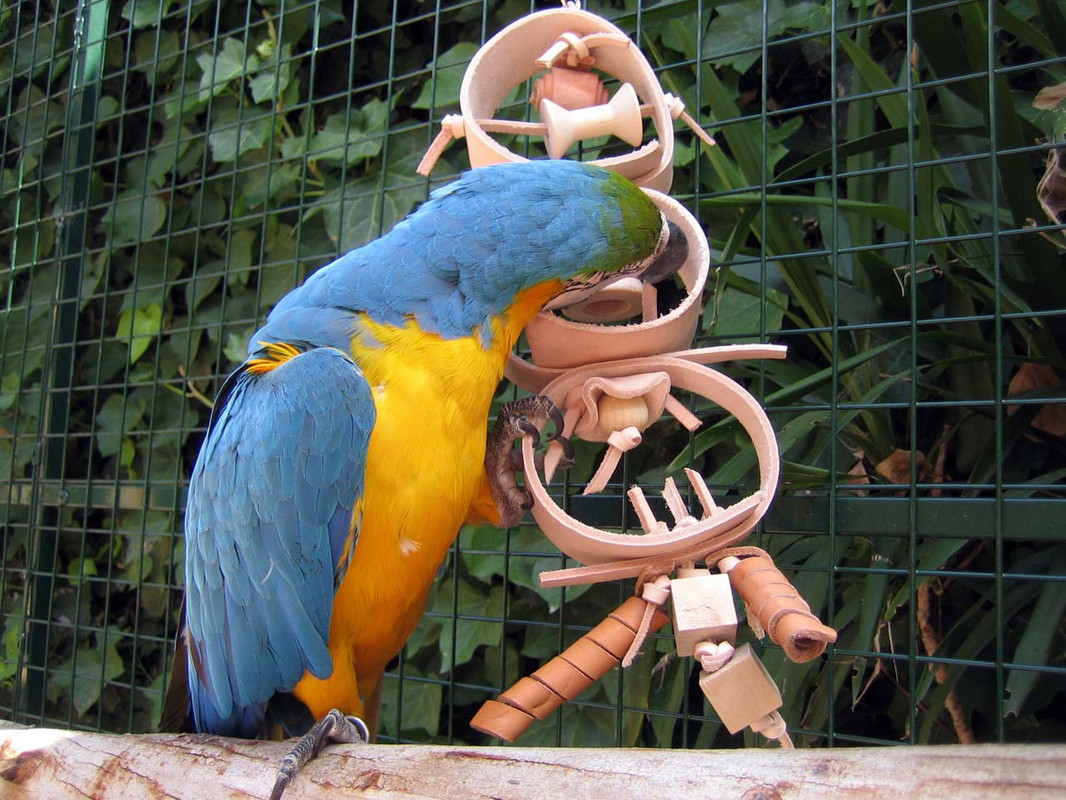 Blue and Gold Macaw with the Leather Treasure