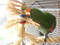 Eclectus with the Raffia Discs