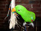 Eclectus with the Raffia Tassel