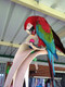 Green Wing Macaw with the Sonic