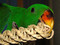 Eclectus with a Vine Twist