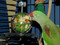 Alexandrine using the Buffet Ball & Cage Mount foraging toy