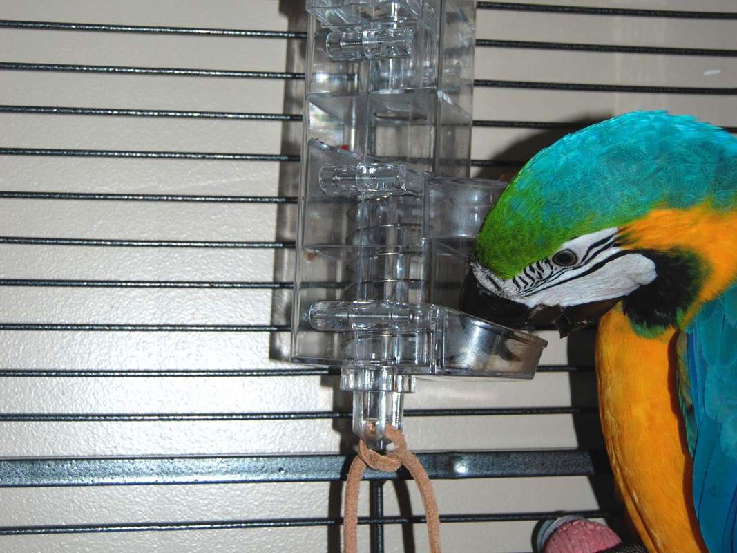 Blue and Gold Macaw using the Tug n Slide Tower foraging toy