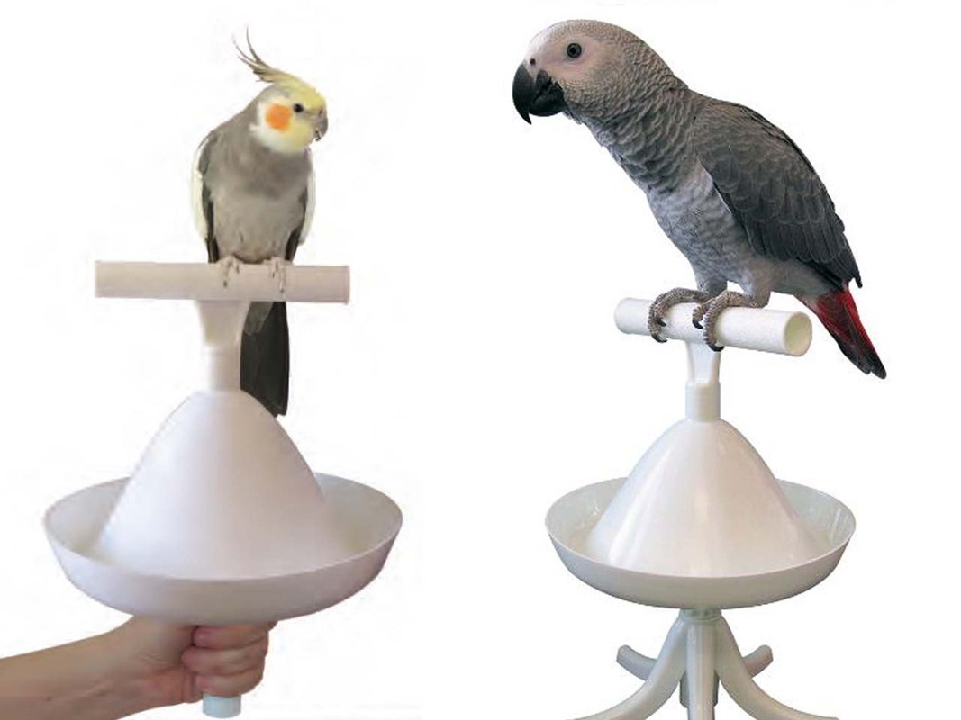The Percher - one with a cockatiel and the other with an african grey