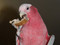 Galah chewing on a Yucca Parrot Chip