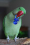 Alexandrine with a large Pacifier