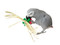 African Grey with our Poinsettia foot toy