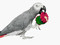 An African Grey Parrot enjoying our Gift Box foot toy