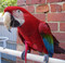 Greenwing Macaw wearing the Extra Large Aviator Harness