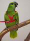 Bluefronted Amazon wearing the Small Aviator Harness