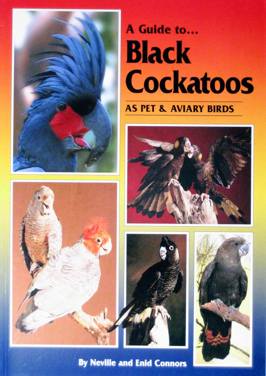 ABK Black Cockatoos My Parrot Shop