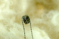 Pre-Made Vaping Coils - 32 Gauge Kanthal Double Twisted - 1.3 ohms