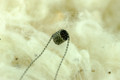 Pre-Made Vaping Coils - 32 Gauge Kanthal Double Twisted - 1.7 ohms