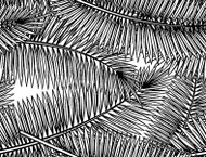 Tropical Palm Fronds