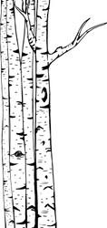 Birch Tree Border