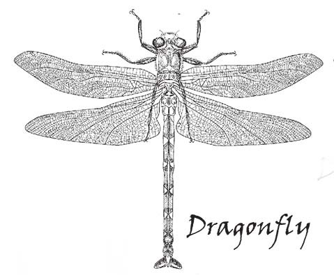 SD626 Dragonfly