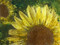 Sunflower Centers
Artist: Sally Lynn MacDonald