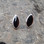 Whitby Jet and sterling silver marquise stud earrings