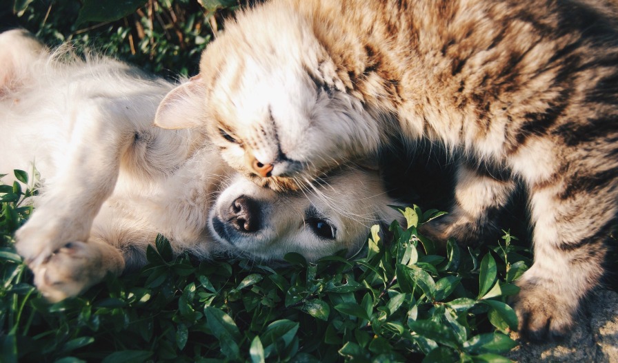 dogandcat.jpg dogandcat.jpg