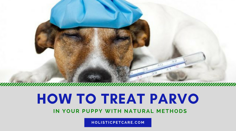 parvo home treatments parvo home treatments