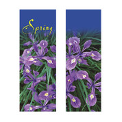 Spring Beauty Siberian Iris Banner