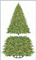 Prepare to create an unforgettable holiday display. Use the 4’ Sequoia conversion kit plus a 7’ 6” tree (sold separately) to create a towering 11’ 6” tree, perfect for high-ceilinged lobbies and shopping mall plazas. Easy to install, both models of this conversion kit feature a sturdy, metal frame construction with a round base for added stability. The exclusive instant shape model is a marvel of function and design. The branches come out of the box and instantly take their shape, limiting time and effort of setup. The pre-wired light system automatically connects each tree section so there is only one plug that connects directly into the wall socket. 

 