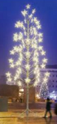 Tulita Giant Tree is 26.2' tall. This silhouette tree has warm white LED five pointed stars at the end of each branch. 

180 watts and 24volts