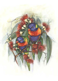 Rainbow Lorikeets & Gums