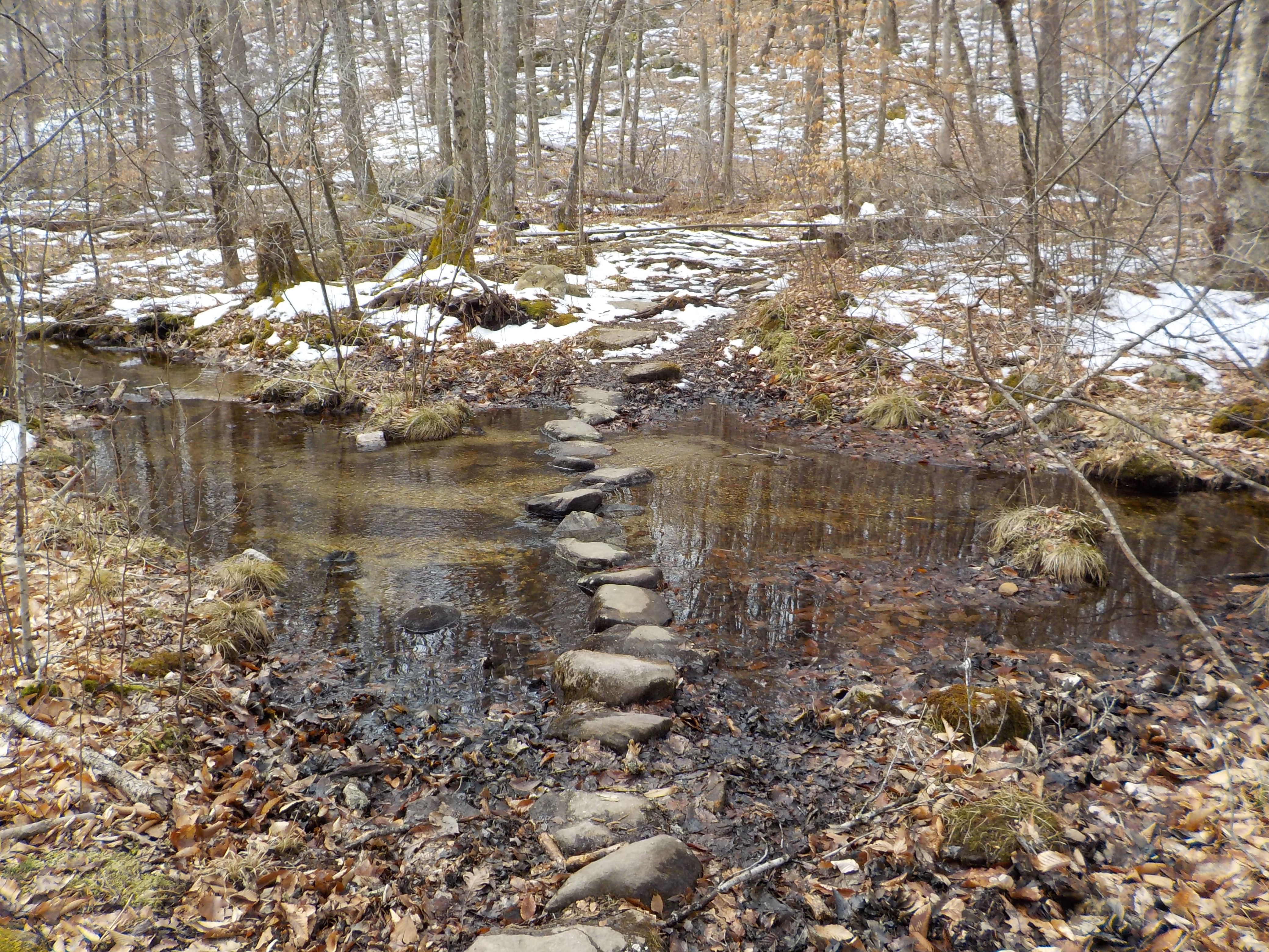 First Stream Crossing from Purple Trail to White Trail - The Timberlands