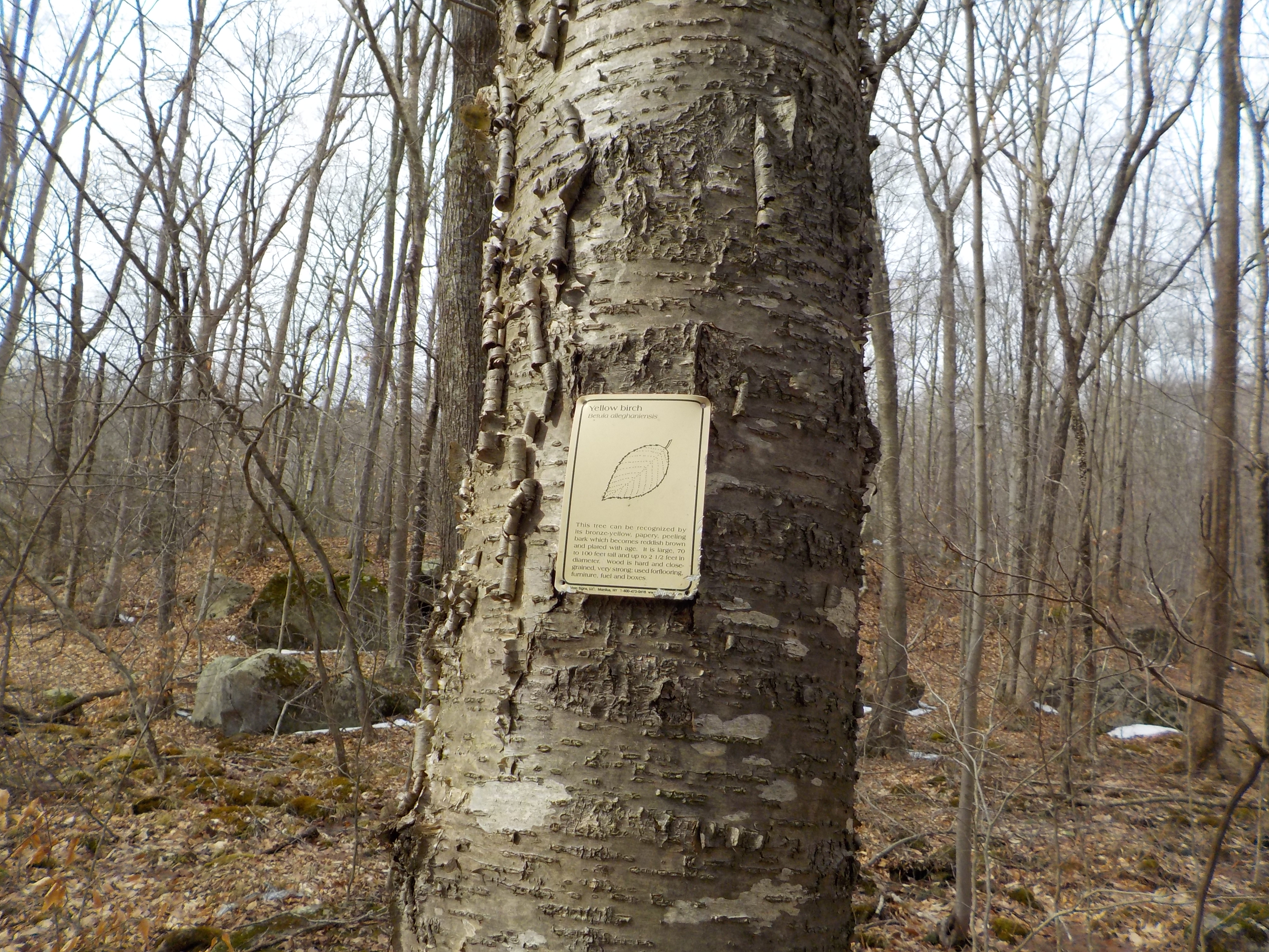 Tree Identification Markers - The Timberlands