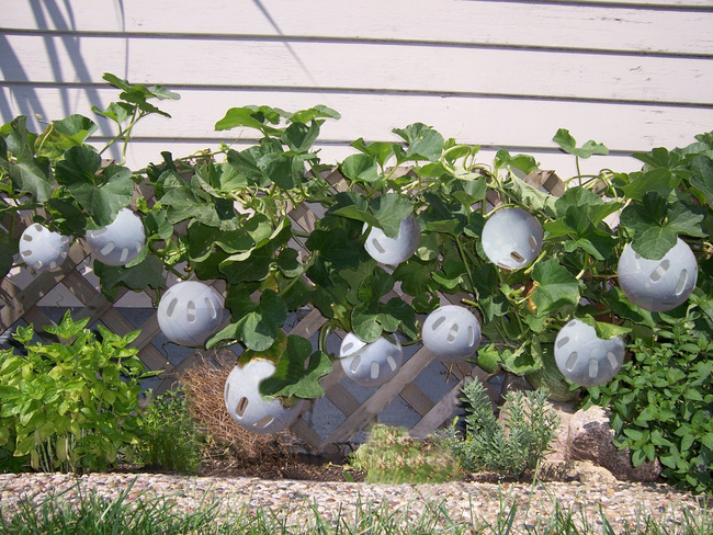 wiffle-balls-grow-on-vines.jpg