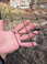 Heavy Knotted Aviary Netting Hawk Proof Close Up