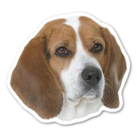 Beagle Dog Magnet