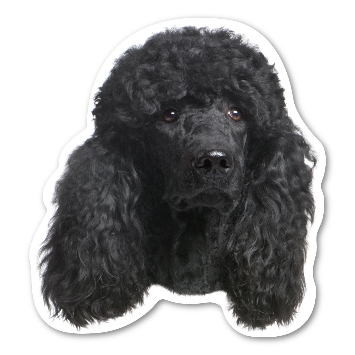 a black poodle