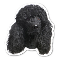 (Black) Poodle Dog Magnet