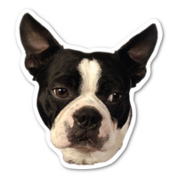 Boston Terrier Dog Magnet