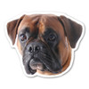 Are you a dog-lover? Do you have a boxer?
