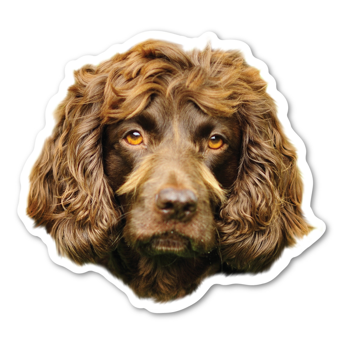 is the boykin spaniel a good breed of dog