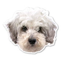 Schnoodle Dog Magnet