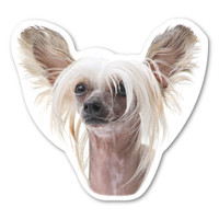 Chinese Crested Dog Magnet