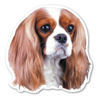 Cavalier King Charles Spaniel Dog Magnet