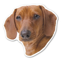 (Shorthaired) Dachshund Dog Magnet