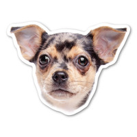 (Dapple) Chihuahua Dog Magnet